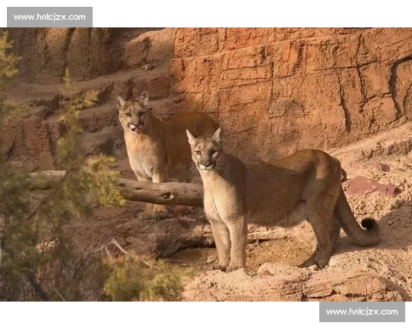 雪豹与美洲狮巅峰对决高原猎手与丛林王者实力解析生存策略与力量速度全面较量